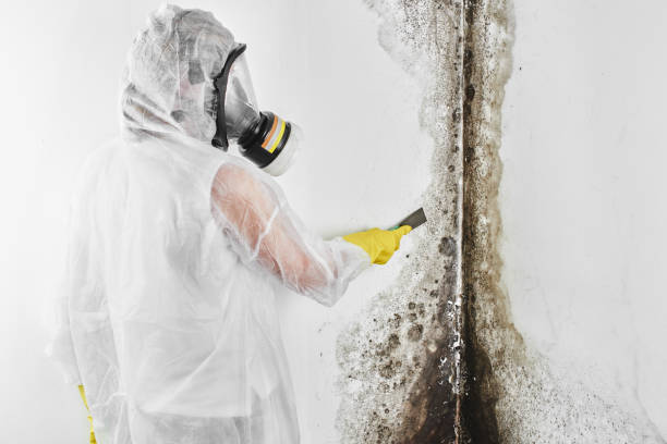 Best Residential Mold Removal  in Camp Point, IL