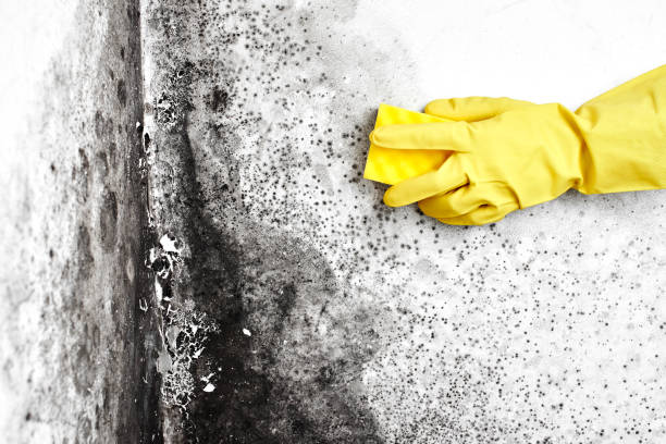 Best Certified Mold Removal  in Camp Point, IL