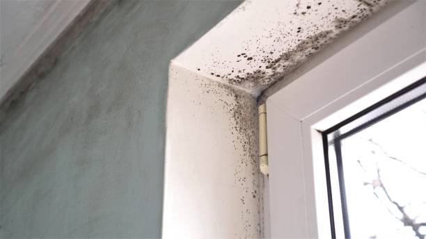 Best Office Mold Removal Services  in Camp Point, IL