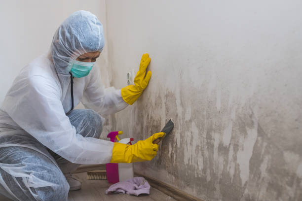 Best Crawl Space Mold Removal  in Camp Point, IL