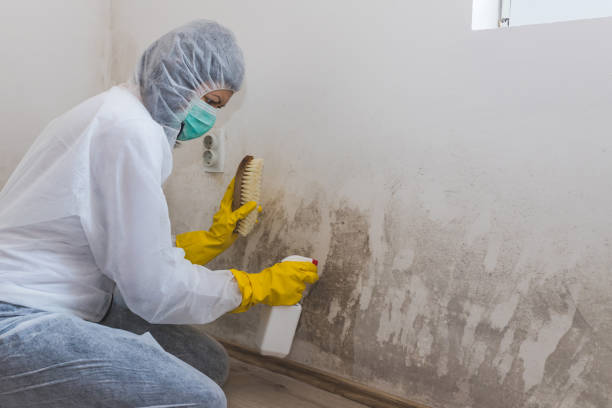 Best Mold Testing  in Camp Point, IL