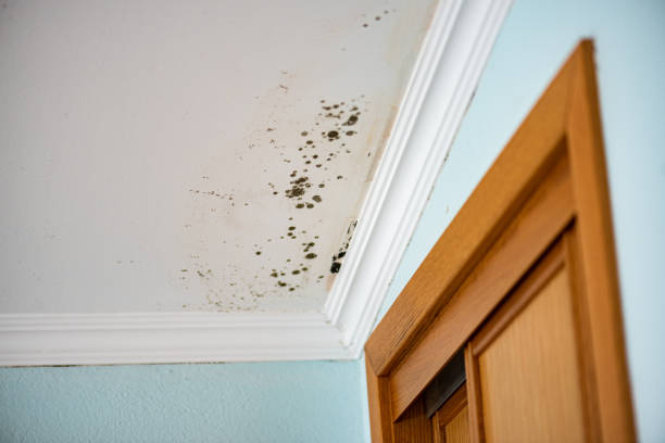 Best Best Mold Removal Companies  in Camp Point, IL