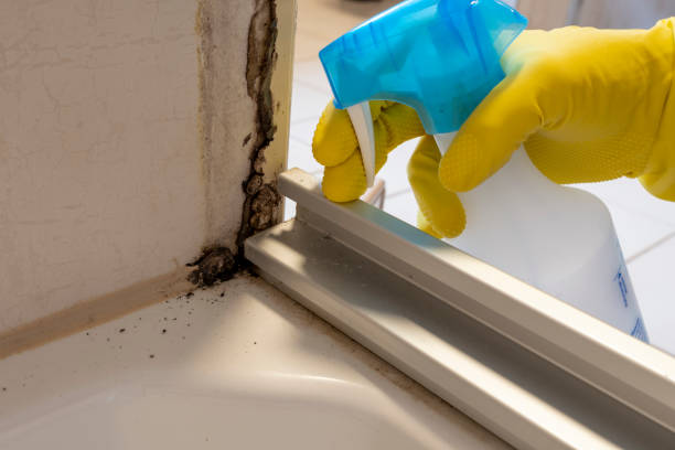 Best Same-Day Mold Removal  in Camp Point, IL