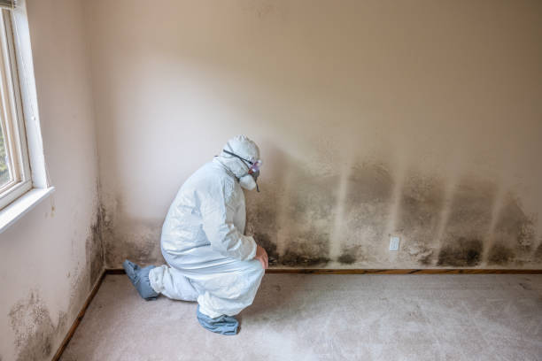 Office Mold Removal Services in Camp Point, IL
