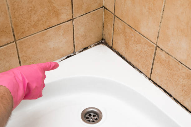 Best Professional Mold Removal  in Camp Point, IL